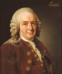 http://upload.wikimedia.org/wikipedia/commons/6/68/Carl_von_Linn%C3%A9.jpg